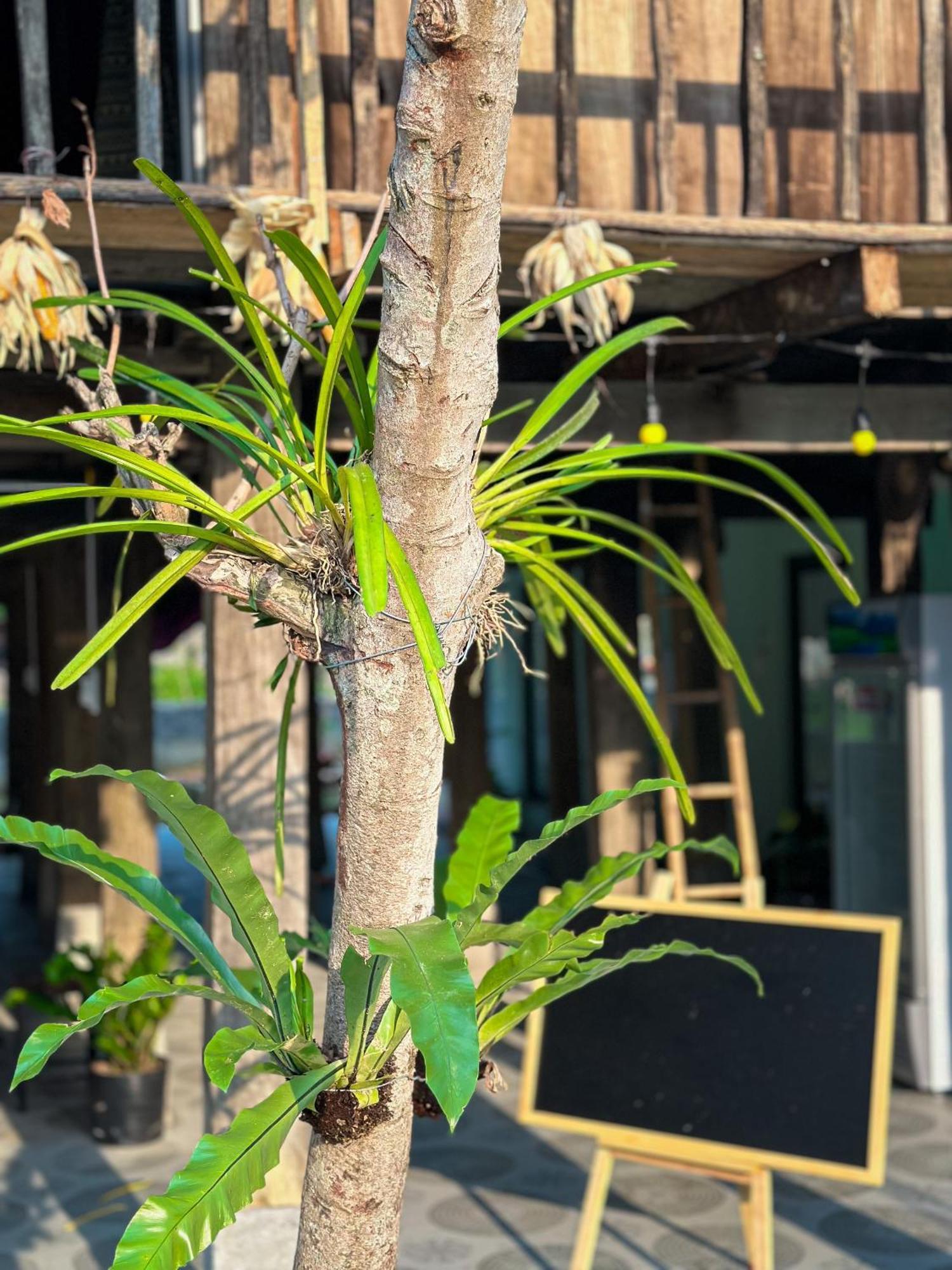 Du Gia Thu'S Homestay Làng Cac Екстериор снимка